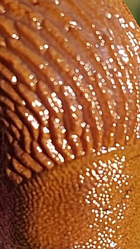 Rararaadsel van dinsdag 14 juni 2022