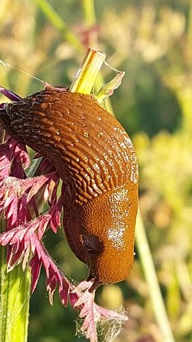 Rararaadsel van dinsdag 14 juni 2022