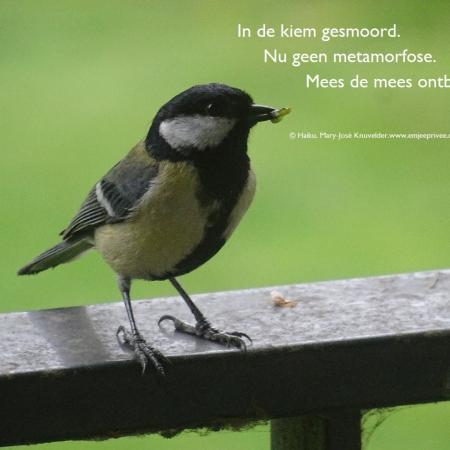 Deze haiku is mijn bijdrage. Ik hoop dat ik nu alles zo gedaan heb als het hoort.  Deze post: 