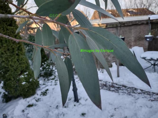 <a class="removable-mention" translate="no" data-mentionid="31546" href="/useroverview/31546/Albert%20van%20den%20Berg">@Albert van den Berg</a> Hij is wat kaal... In Kermaria (Fr.) staat een hele mooie grote: <a href="https://yoo.rs/grote-eucalyptusboom-in-kermaria-bretagne-frankrijk-1500976909.html?Ysid=74402" class="linkified" target="_blank">https://yoo.rs/grote-eucalyptusboom-in-kermaria-bretagne-frankrijk-1500976909.html?Ysid=74402</a> En nog een foto van het blad van mijn exemplaar: