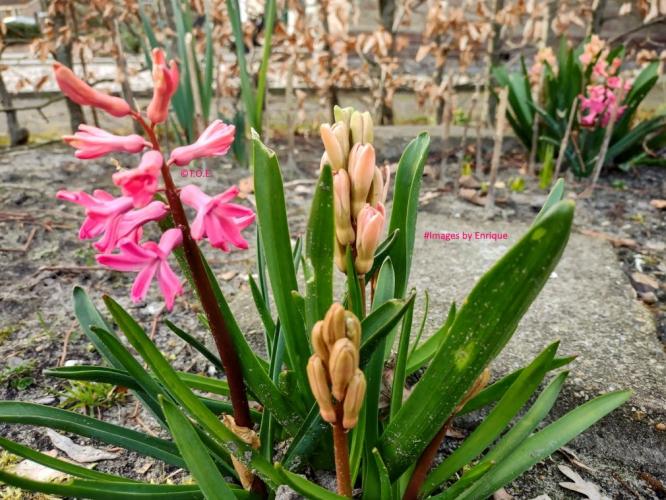 Mijn eerste lentefoto's