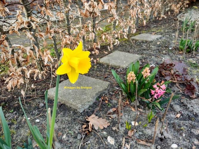 Mijn eerste lentefoto's