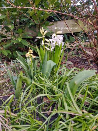 Mijn eerste lentefoto's