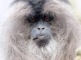 Hairy client at the hairdresser turns out...