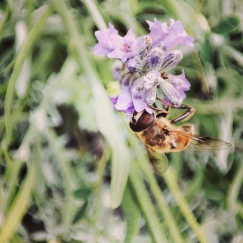 Flowers in our garden