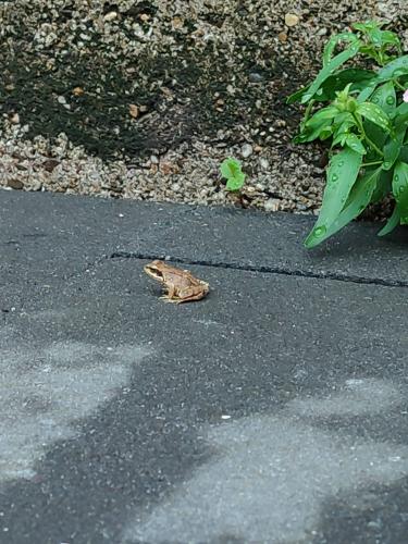 Flowers in our garden