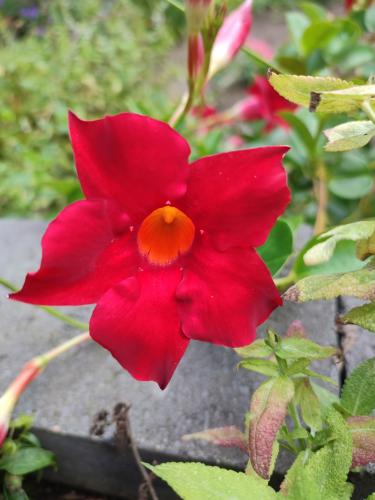 Flowers in our garden