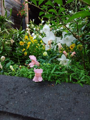 Flowers in our garden