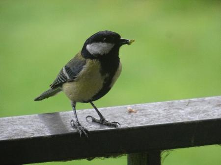 Bezoek in de tuin (UPDATE)