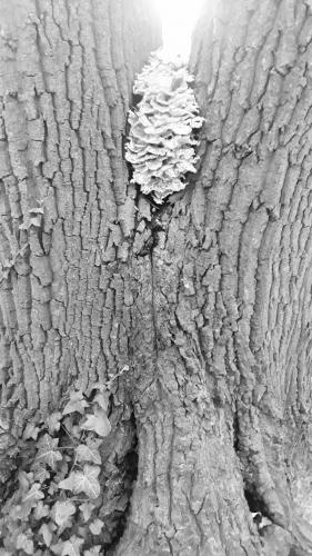 Dag 3 van 10;  Herfst