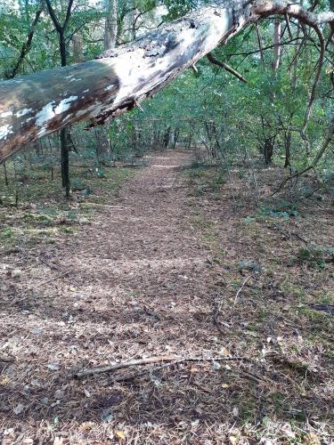 Herfst; Een wandeling