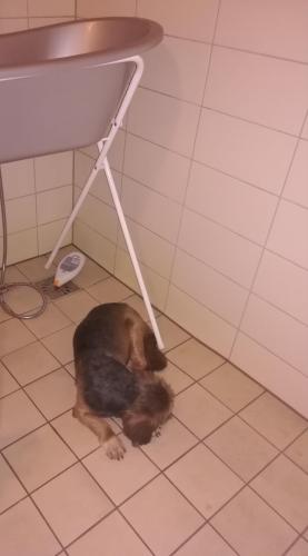 <a class="removable-mention" data-mentionid="33595" href="/useroverview/33595/marijke">@marijke</a> hij ligt altijd door het hele huis appartement. Meestal staan de deuren allemaal wel open. Vaak ligt hij gewoon in de bench in de woonkamer. Maar hij is nogal eigenzinnig. Van de week koos hij er liever voor om in de douche te liggen...