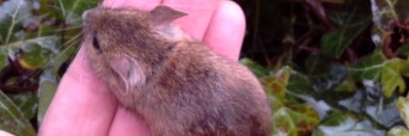Die muis was niet voor de poes!