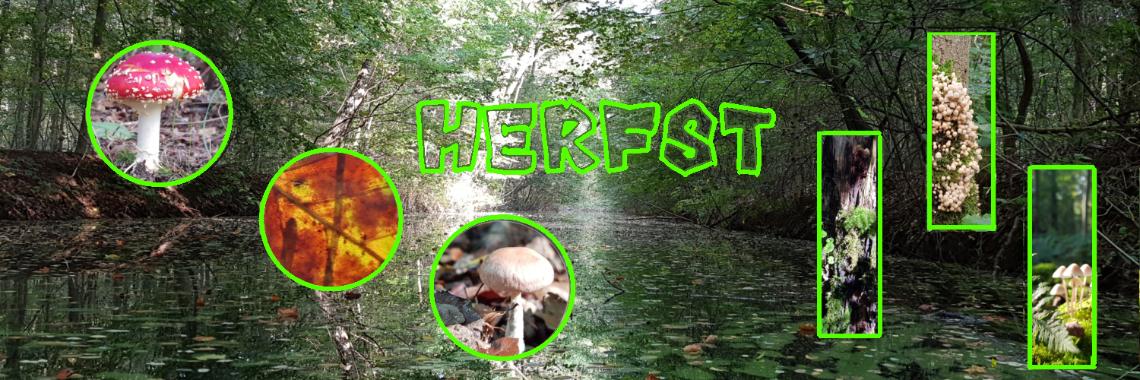 Herfstwandeling in het Waterloopbos 2021.