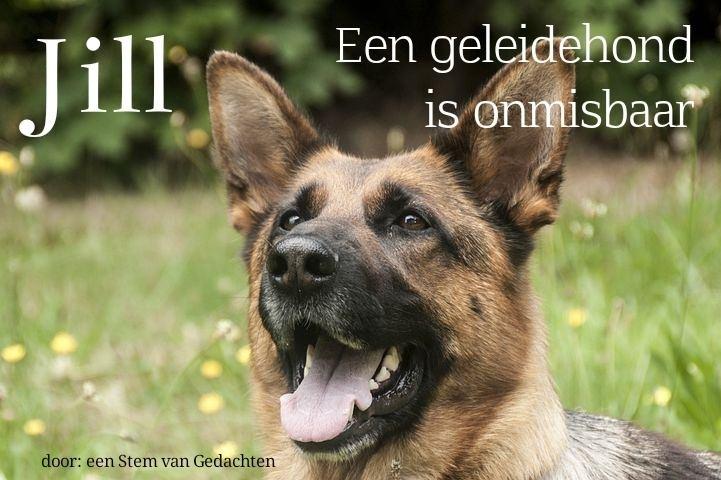 Jill, een geleidehond om nooit te vergeten!