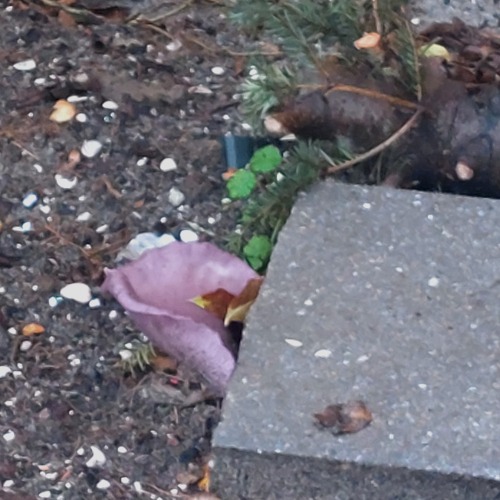 Groei op onverwachte plekken