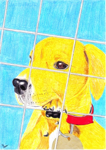 Hulde aan de dierenopvang