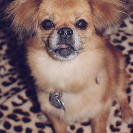 Ondeug prins ❤🐾 #hond  #lief  #fotografie  #chihuahua   #dwergkees  #klein  #dieren  