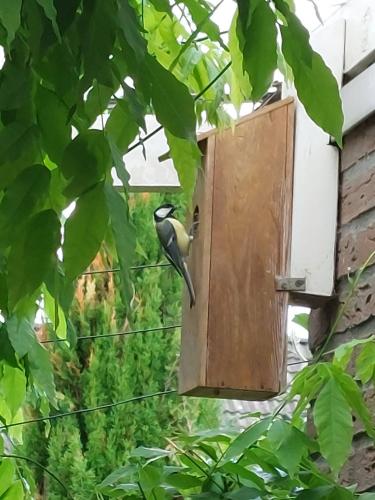 De koolmezen vliegen uit