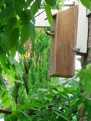 De koolmezen vliegen uit