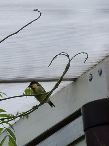 De koolmezen vliegen uit