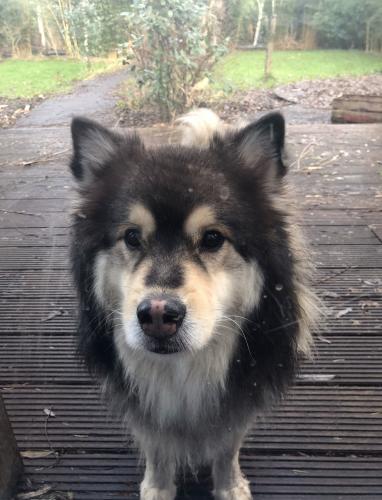 Nog steeds te veel honden foto’s 2