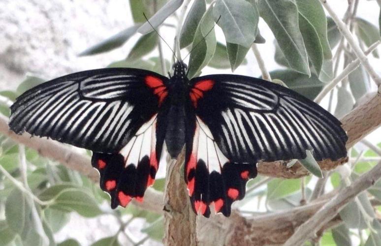 <a class="removable-mention" translate="no"  href="/useroverview/173588/Sjakira" data-mentionid="173588">@Sjakira</a>&nbsp;Heel mooie foto's van die verschillende vlinders, deze Papilio Rumanzovia vind ik de mooiste van allemaal.