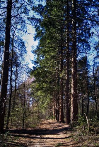 Wandeling in ons bos