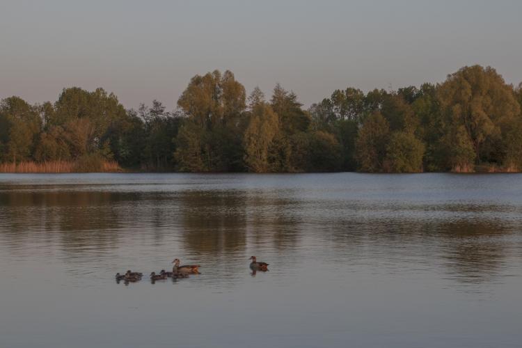 Nile geese during the golden hour
