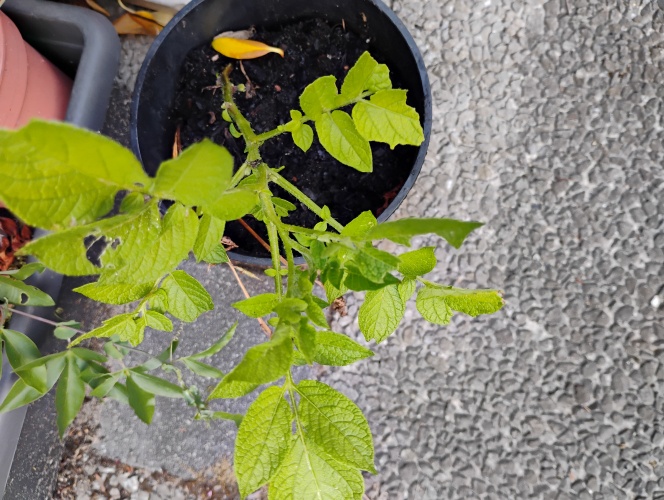 Aardappel-update