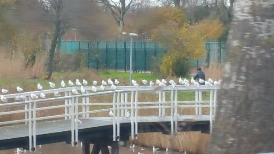 Alternatief zwanenmeer