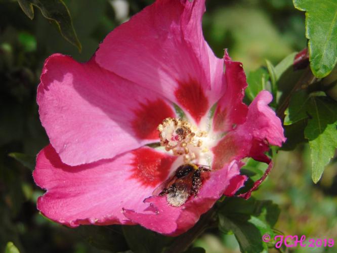 Hibiscus heeft bezoek