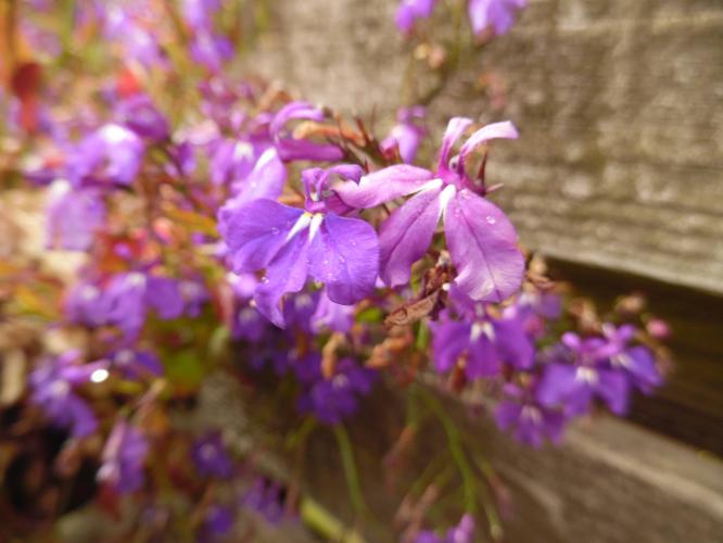 Dag 8: lobelia
