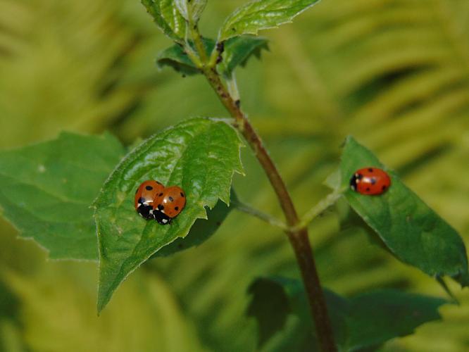 Lieveheersbeestjes op jasmijn