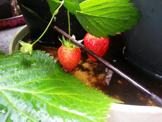 Aardbeien uit eigen tuin