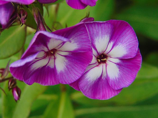 Close-up phlox in bloei