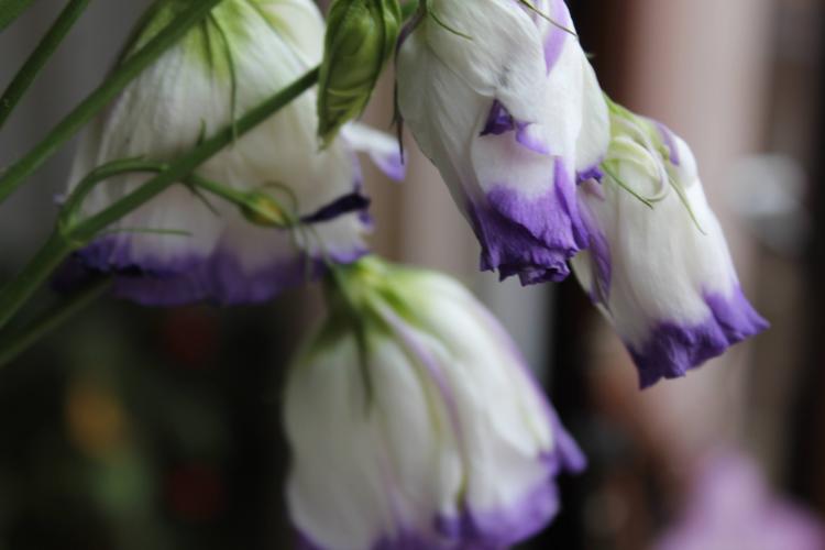 Lisianthus laat koppie hangen