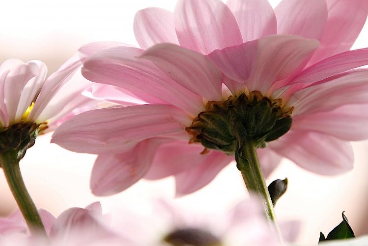 Chrysanthemum photographed from below