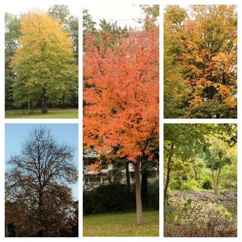 Trees in autumn colors