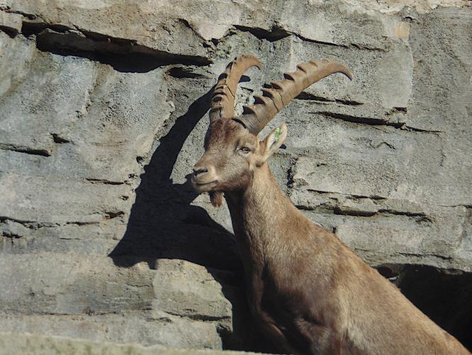 Capricorn photographes ibex