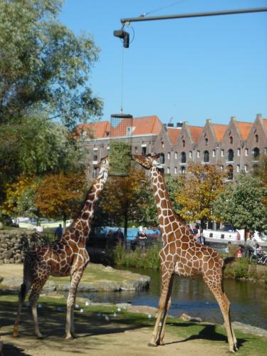 Giraffen rekken zich uit