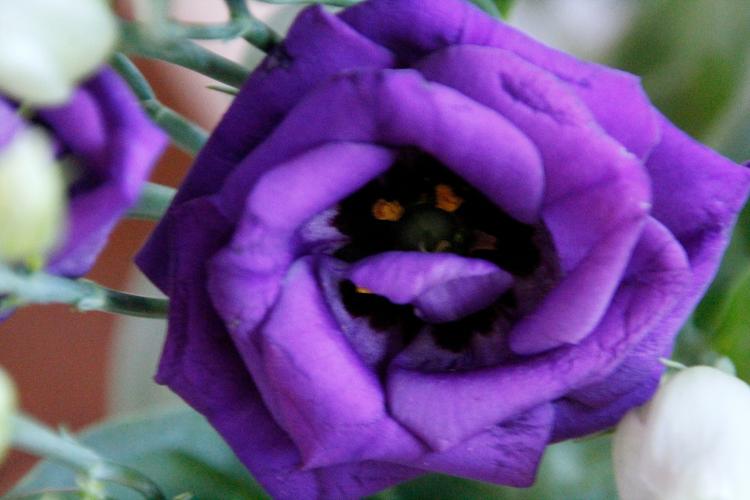 Eustoma kijkt je aan