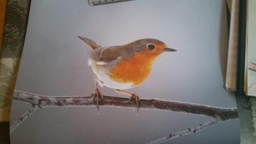 Roodborstje nagetekend