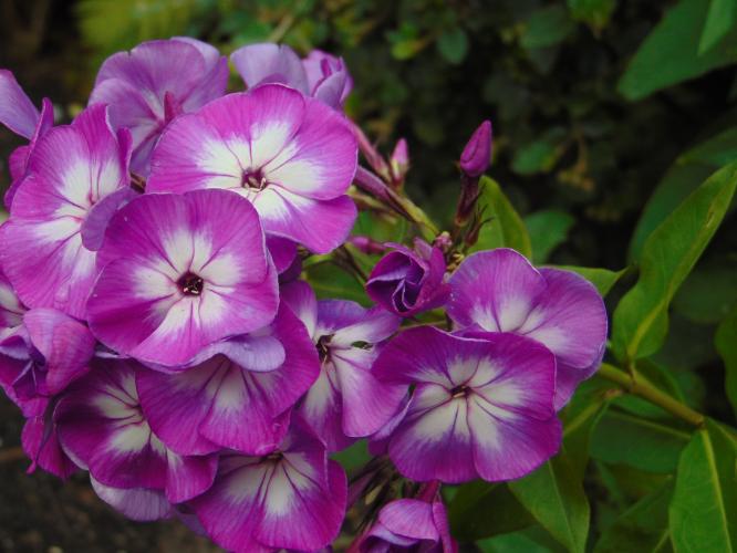 Zeven dagen bloemenfoto's: dag 5: phlox