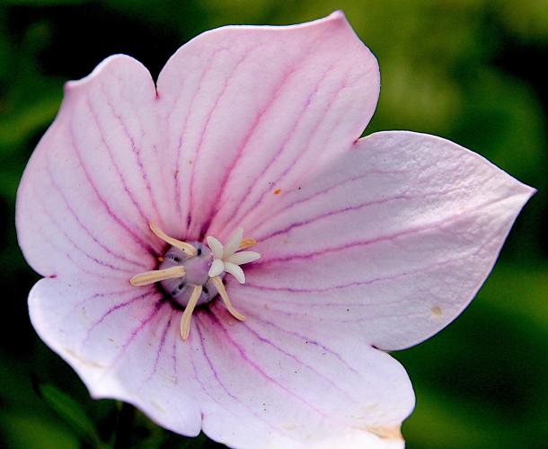 Zeven dagen bloemenfoto's: dag 6: roze platycodon