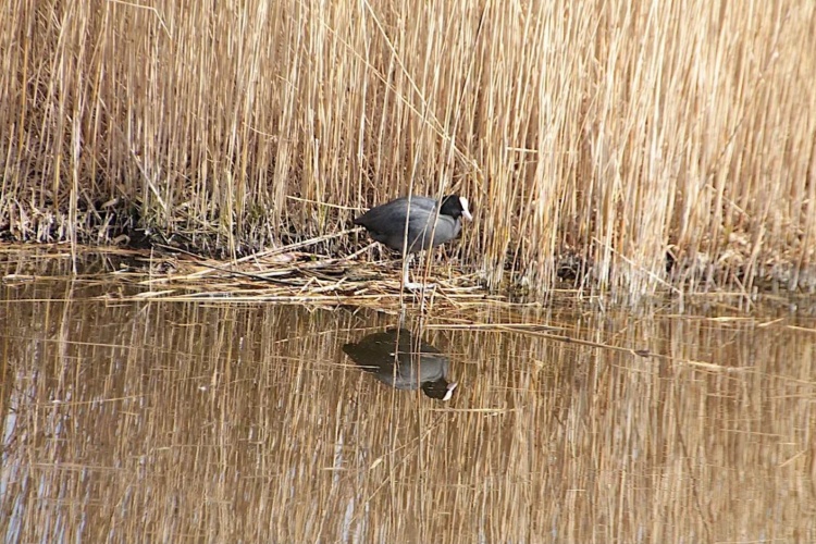 Meerkoet in het riet