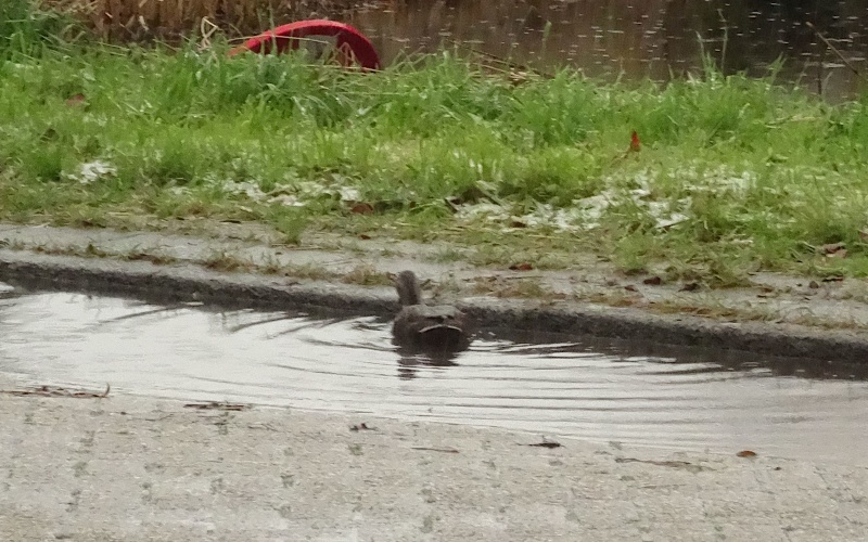Hoe weet je dat er te veel water in de goot staat?