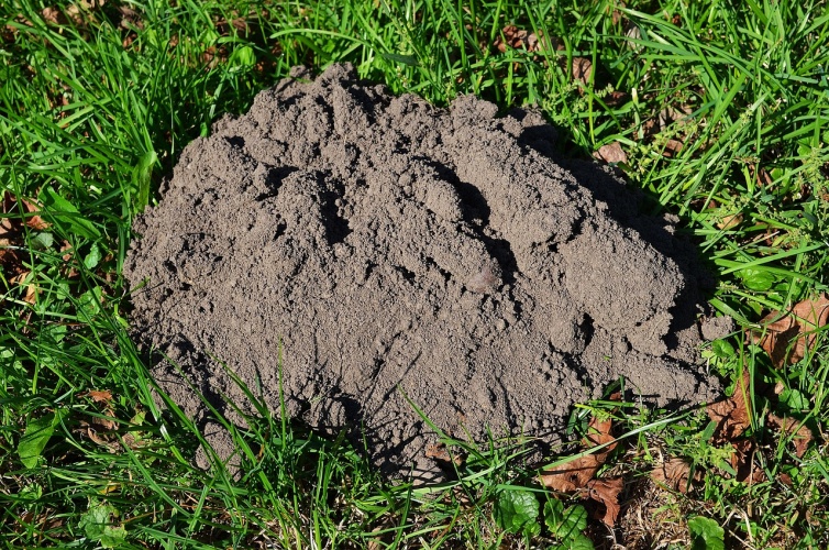 Tweede seizoen Wie is de Mol met onbekende Nederlanders