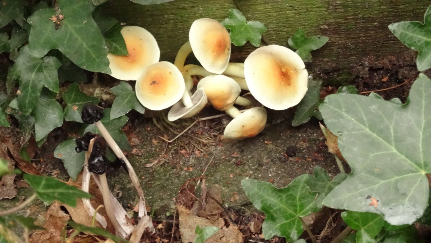 Tweekleurige trechterzwam