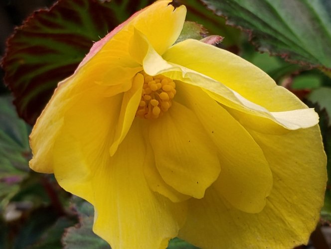 Bolbegonia